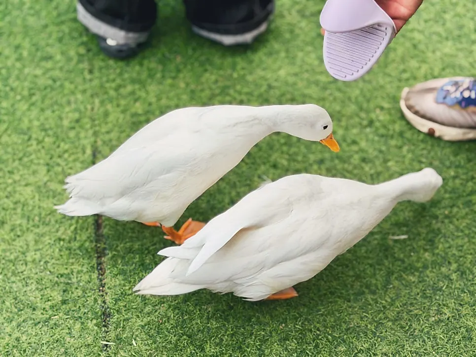 Notice of animal café usage rules