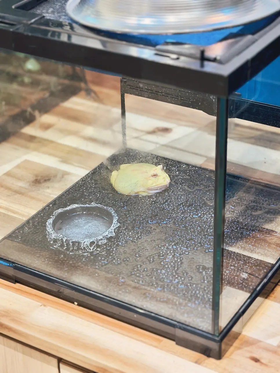 Looking closely at an animal inside its enclosure