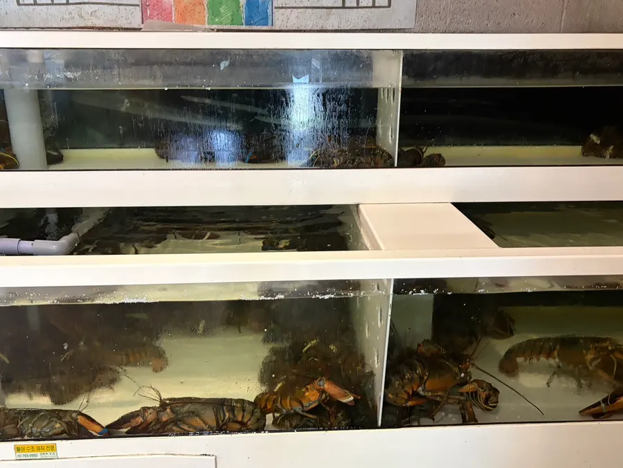 Live Canadian lobster visible in-store