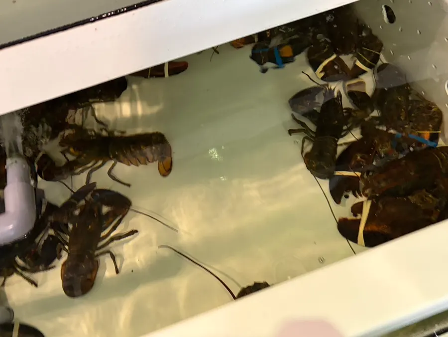Grade-A lobster used at Tams Badaetgaja