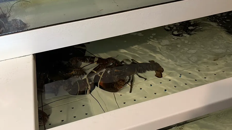 Canadian lobster in the tank