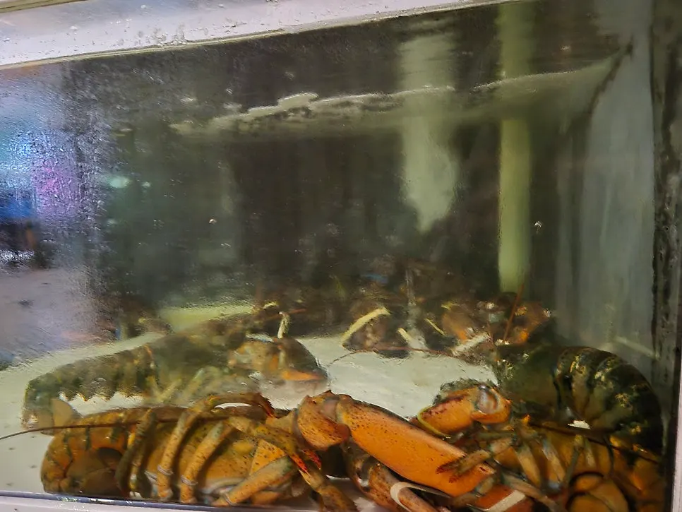 Information display about Tams Badaetgaja's lobster
