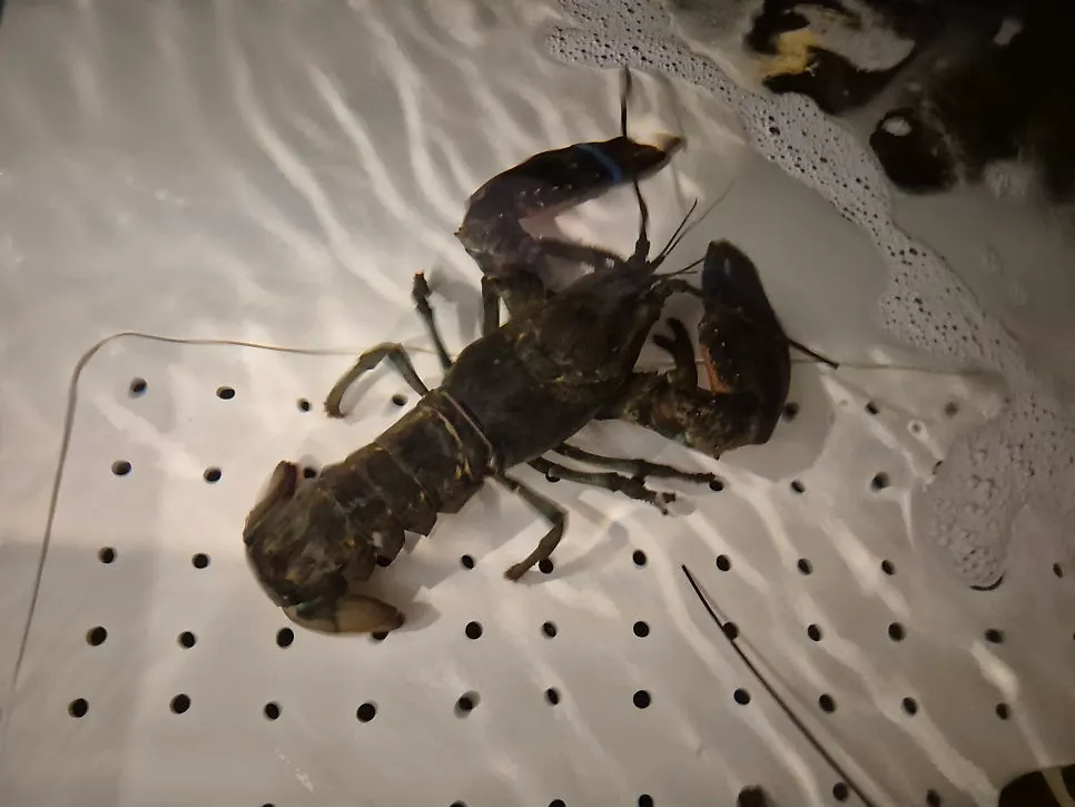 Explanation post about Nova Scotia lobster