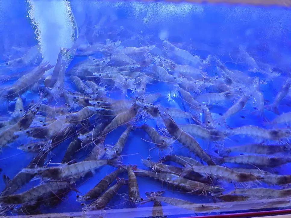 Shrimp and fish swimming in the tank