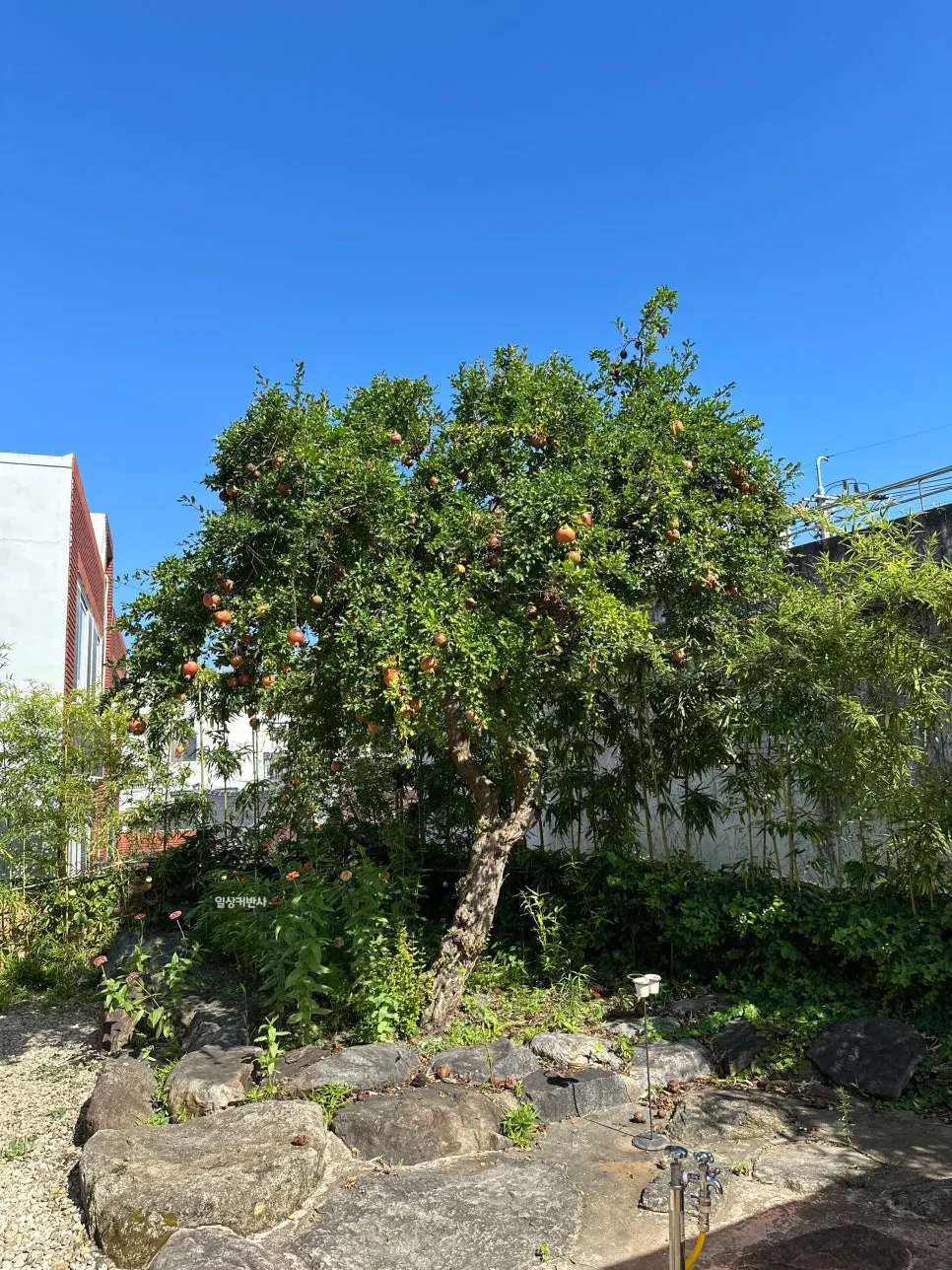 Pomegranate tree in Hoyang Horim’s courtyard