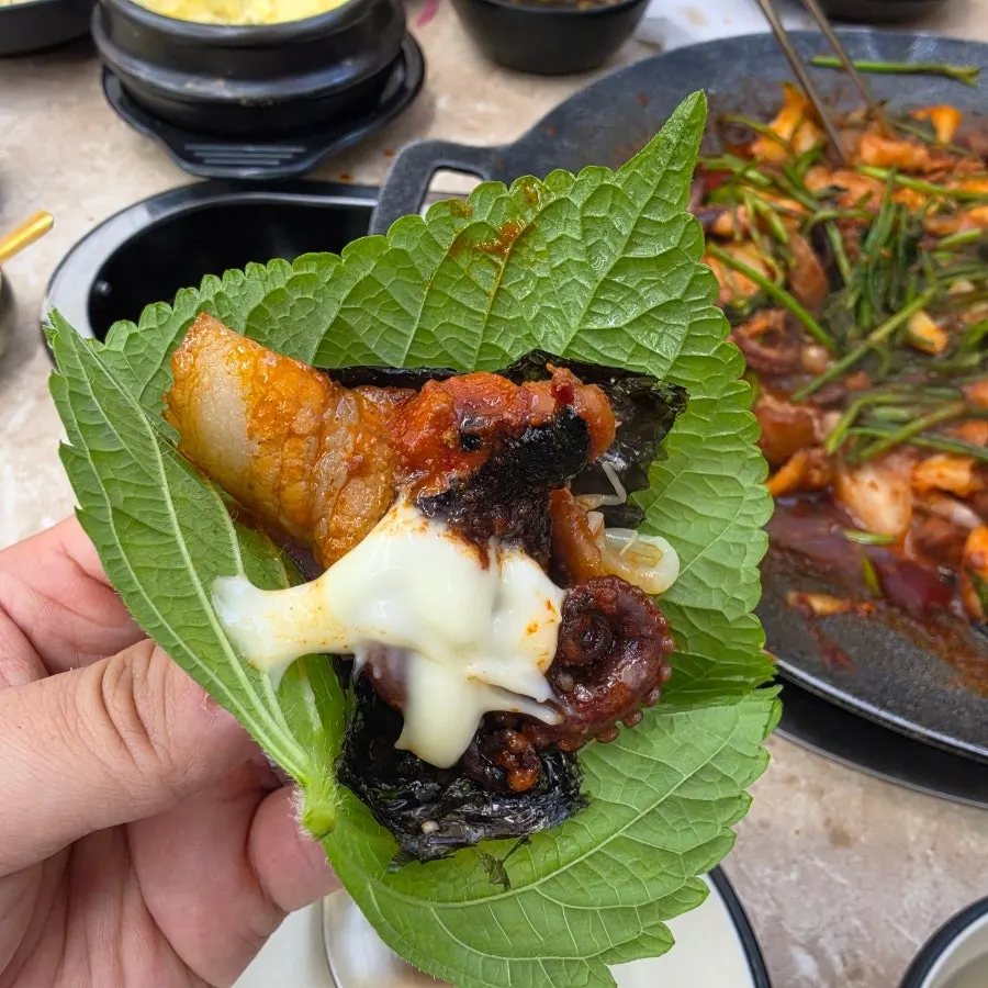 살이 통통한 쭈꾸미 클로즈업