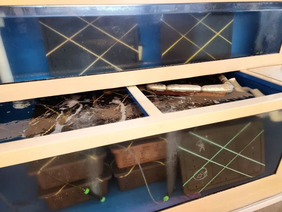 A fish tank placed near the entrance inside the restaurant