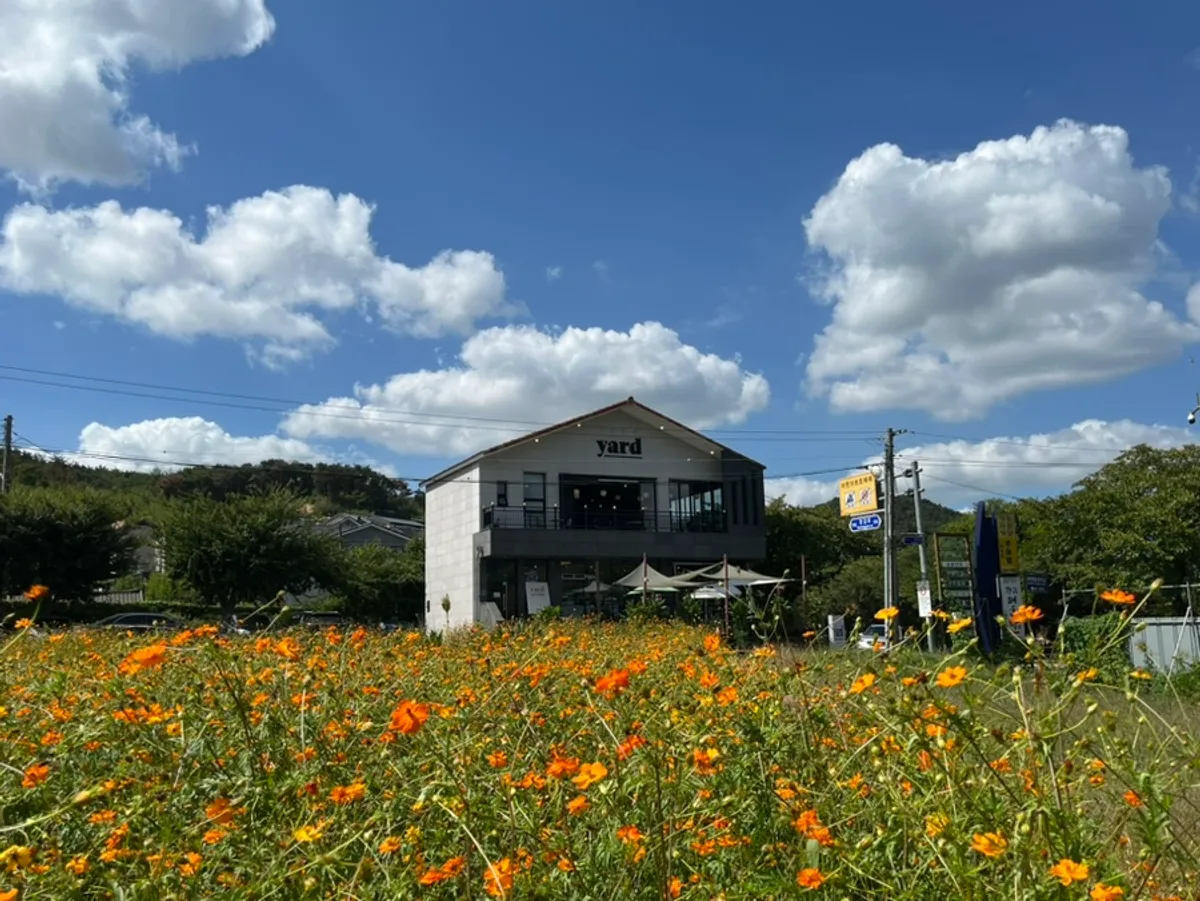 Café Yard in Gyeongju's Bomun-danji with the yellow cosmos field in front