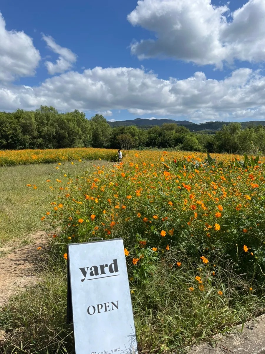 Yellow cosmos field spreading out in front of the Café Yard building