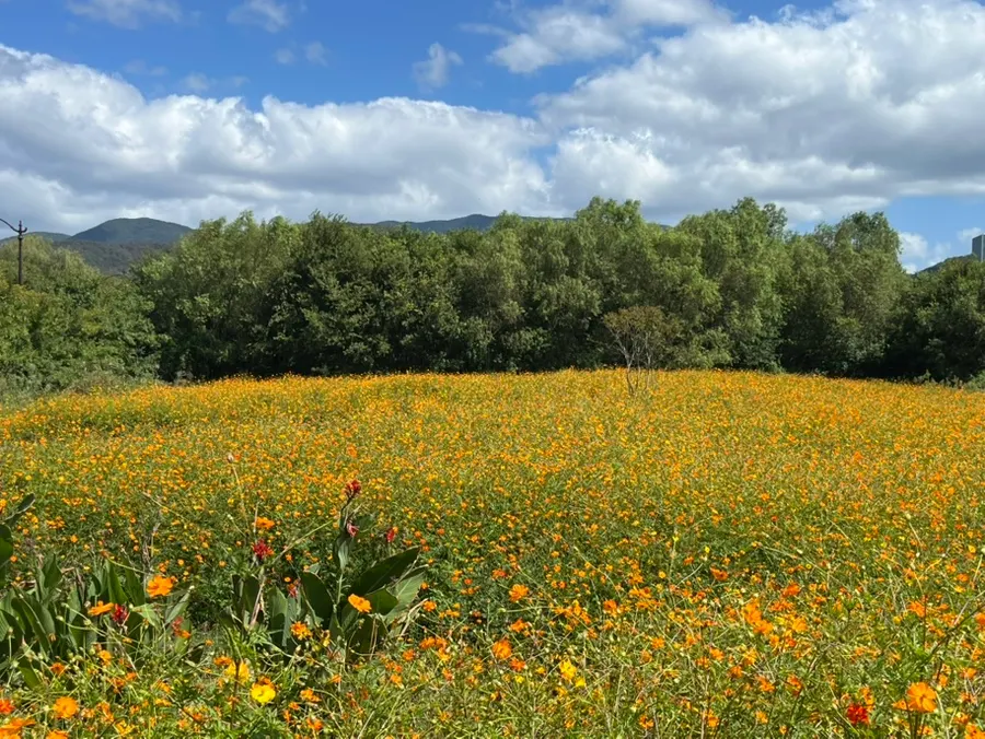 Full view of the yellow cosmos field in full bloom in late September