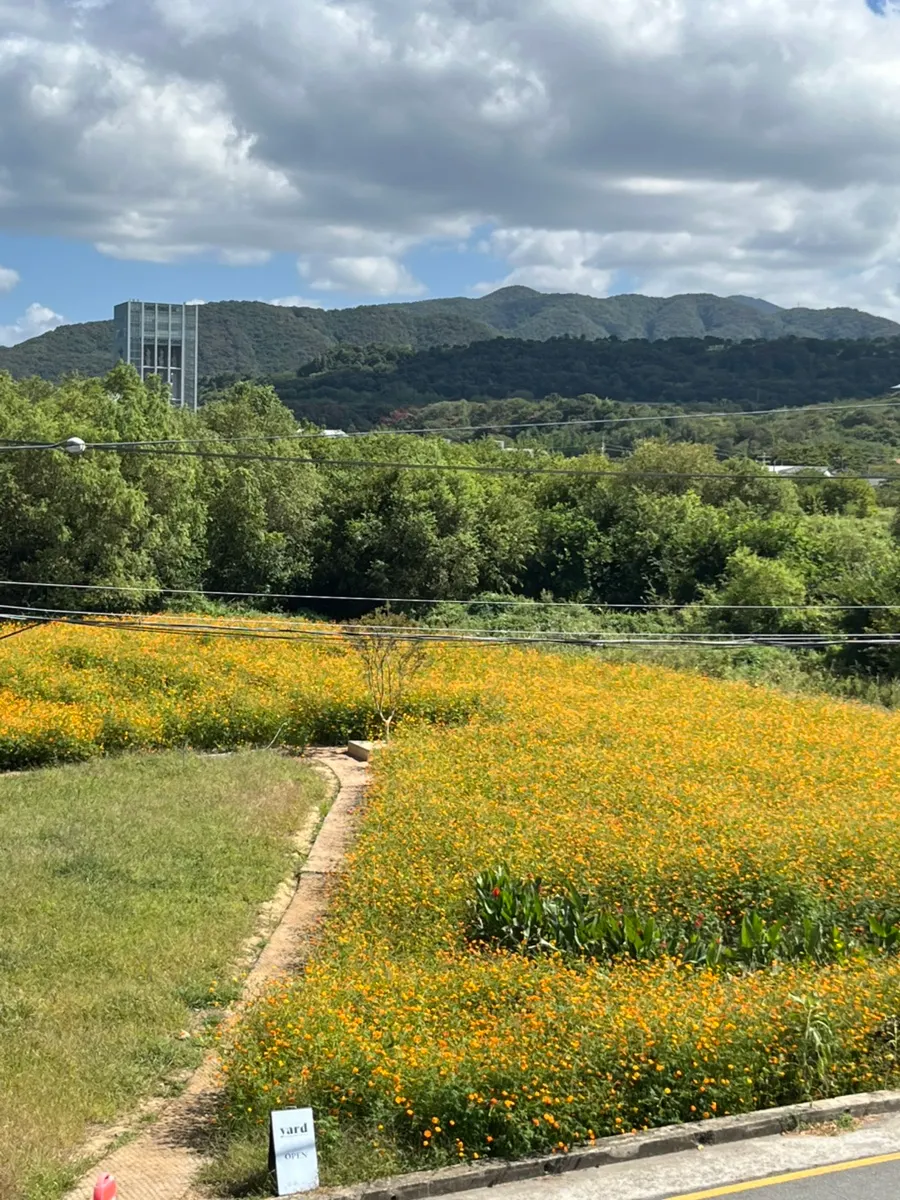 Yellow cosmos under a blue autumn sky and clouds