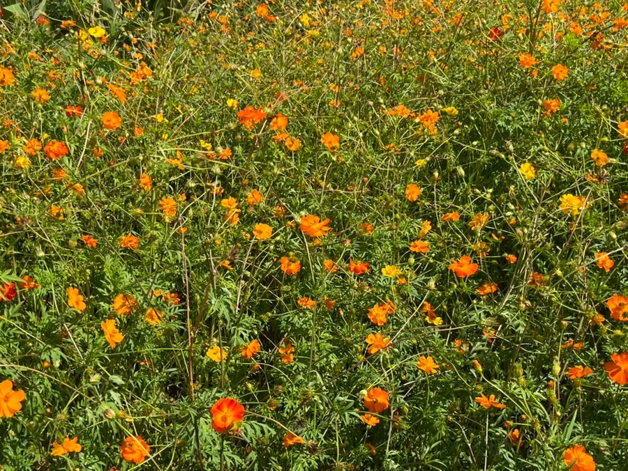 Yellow cosmos viewed from a path through the flower field