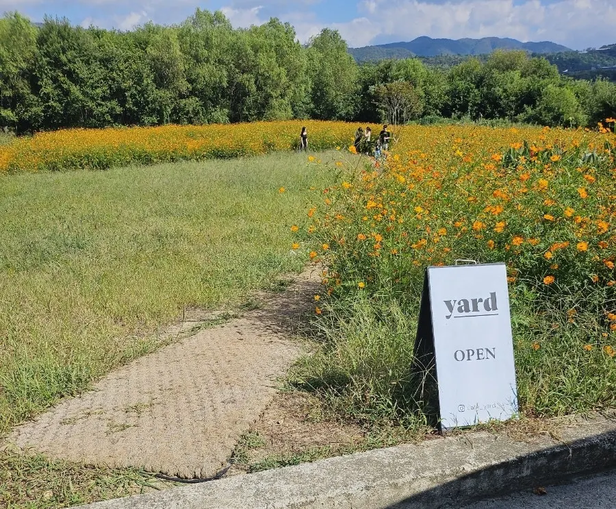 About 1,000-pyeong yellow cosmos field in front of Yard
