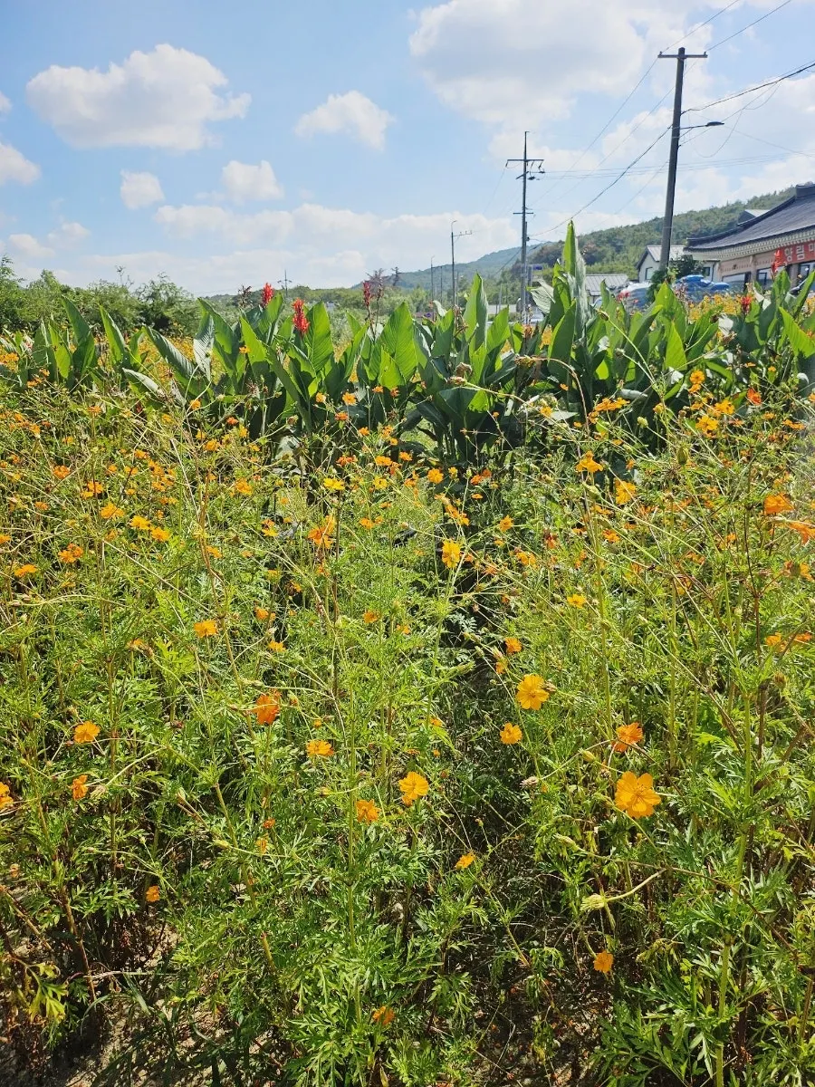 Walking path through the fully bloomed yellow cosmos field