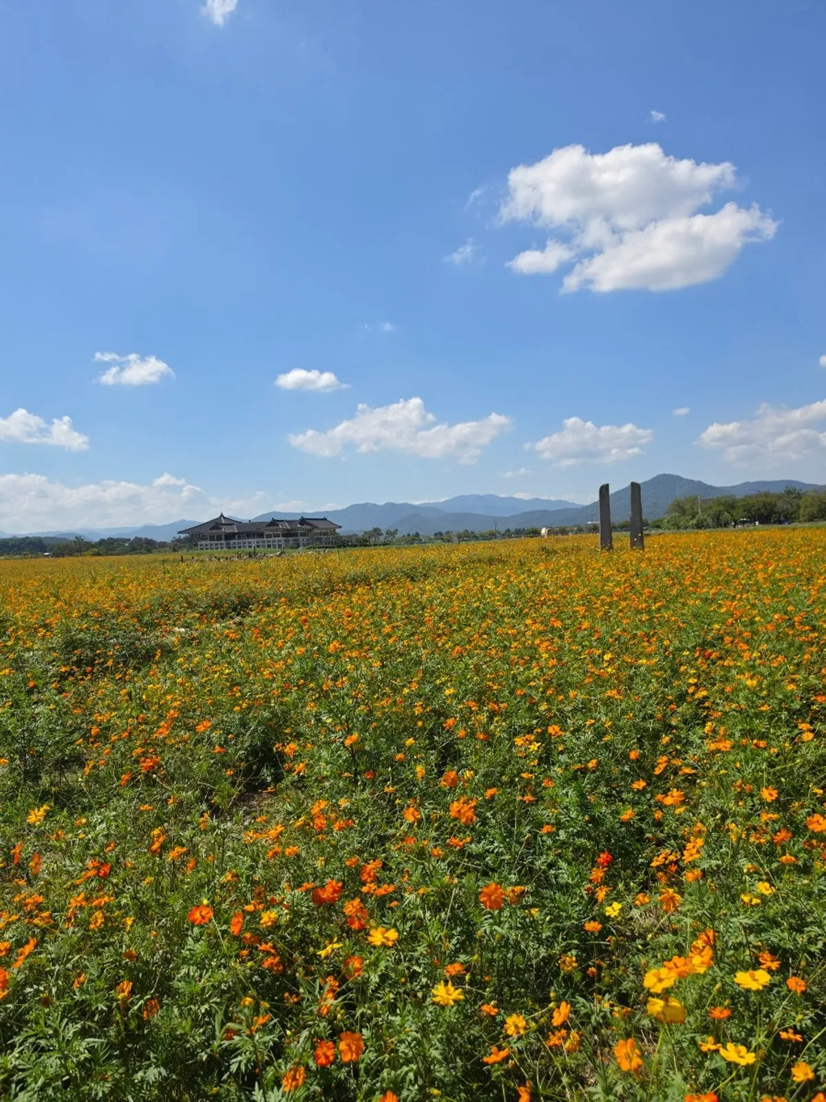 View of yellow cosmos in front of Yard in Gyeongju's Bomun-danji