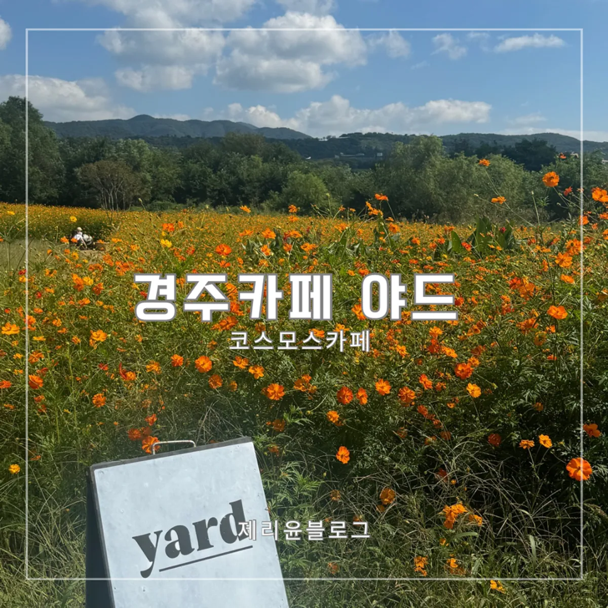 경주 보문단지 카페 야드 코스모스 꽃밭 대표 이미지