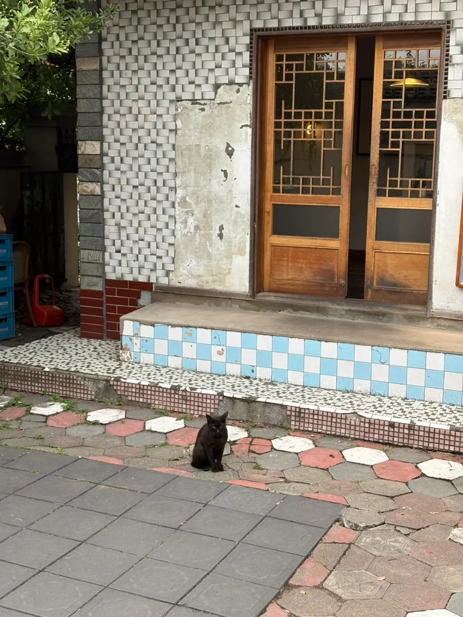 Cat in the restaurant courtyard