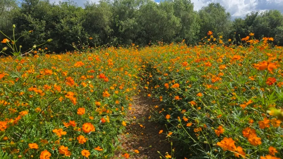 Cosmos flowers in full bloom near Bomun district, Gyeongju in September