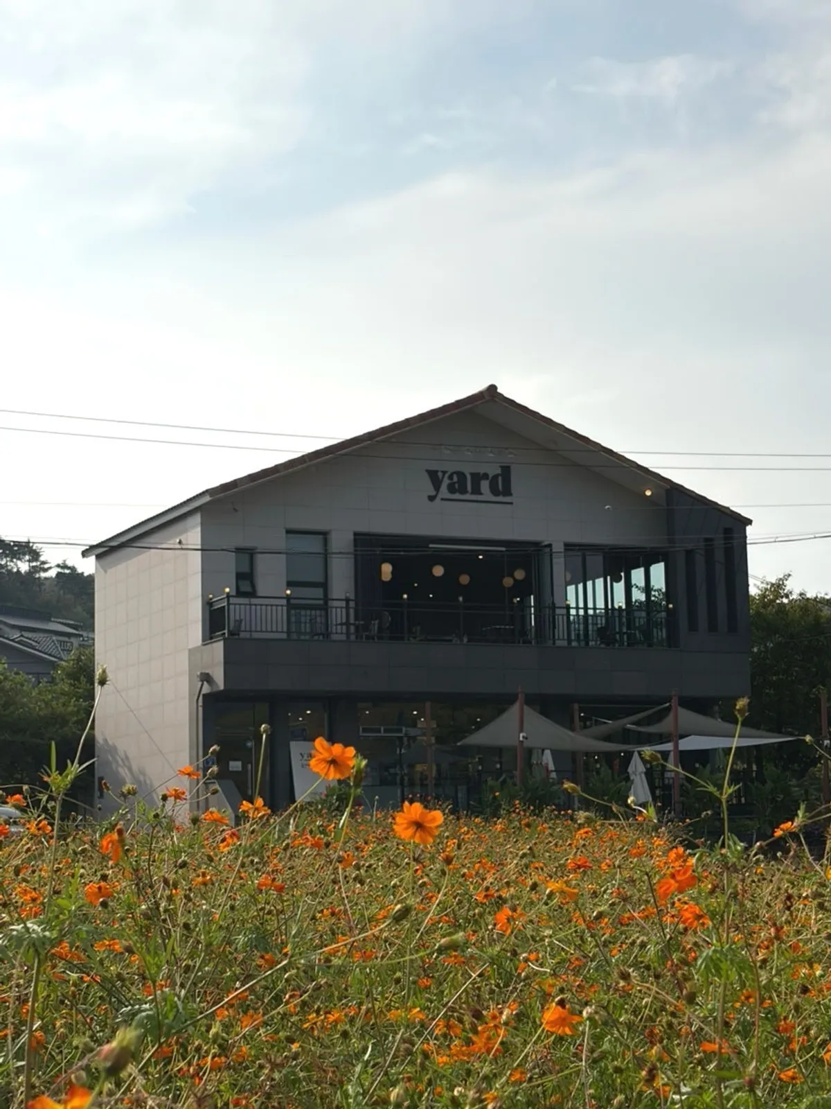 Café Yard exterior in Gyeongju seen beyond the yellow cosmos field