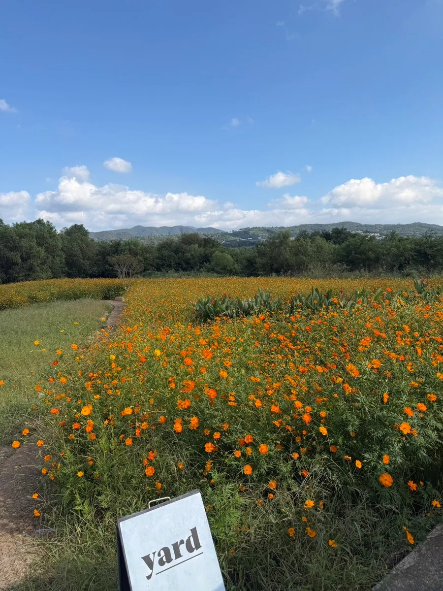 코스모스밭 사이 산책로