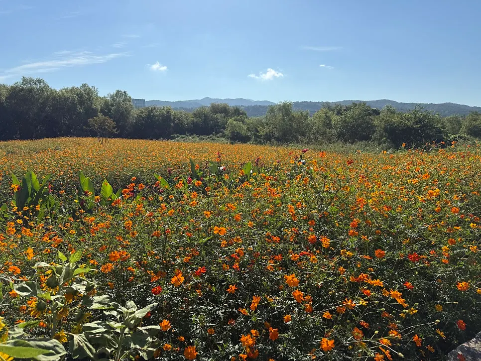 About 1,000-pyeong yellow cosmos field in front of Yard café