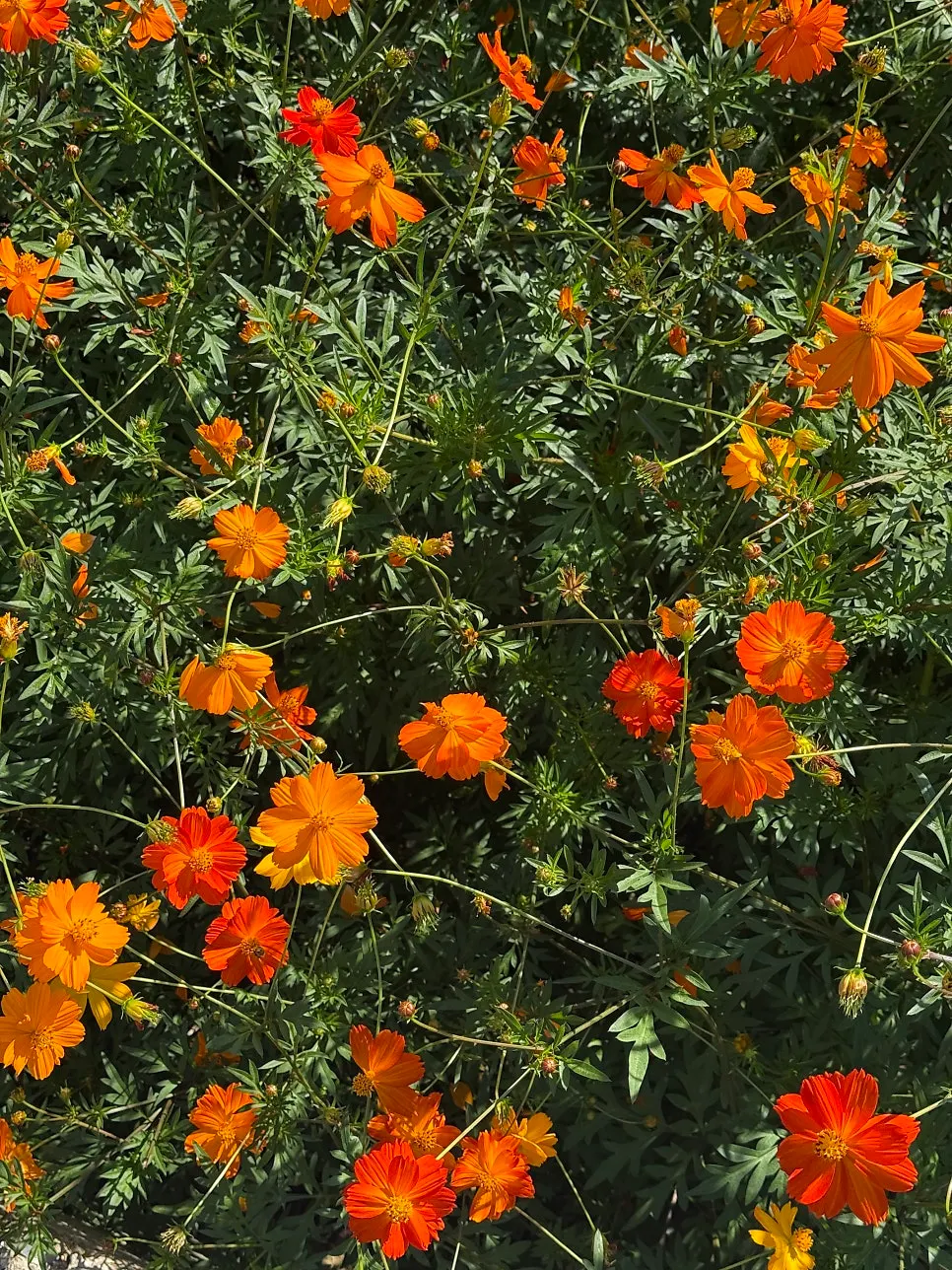 Yellow cosmos field turning orange