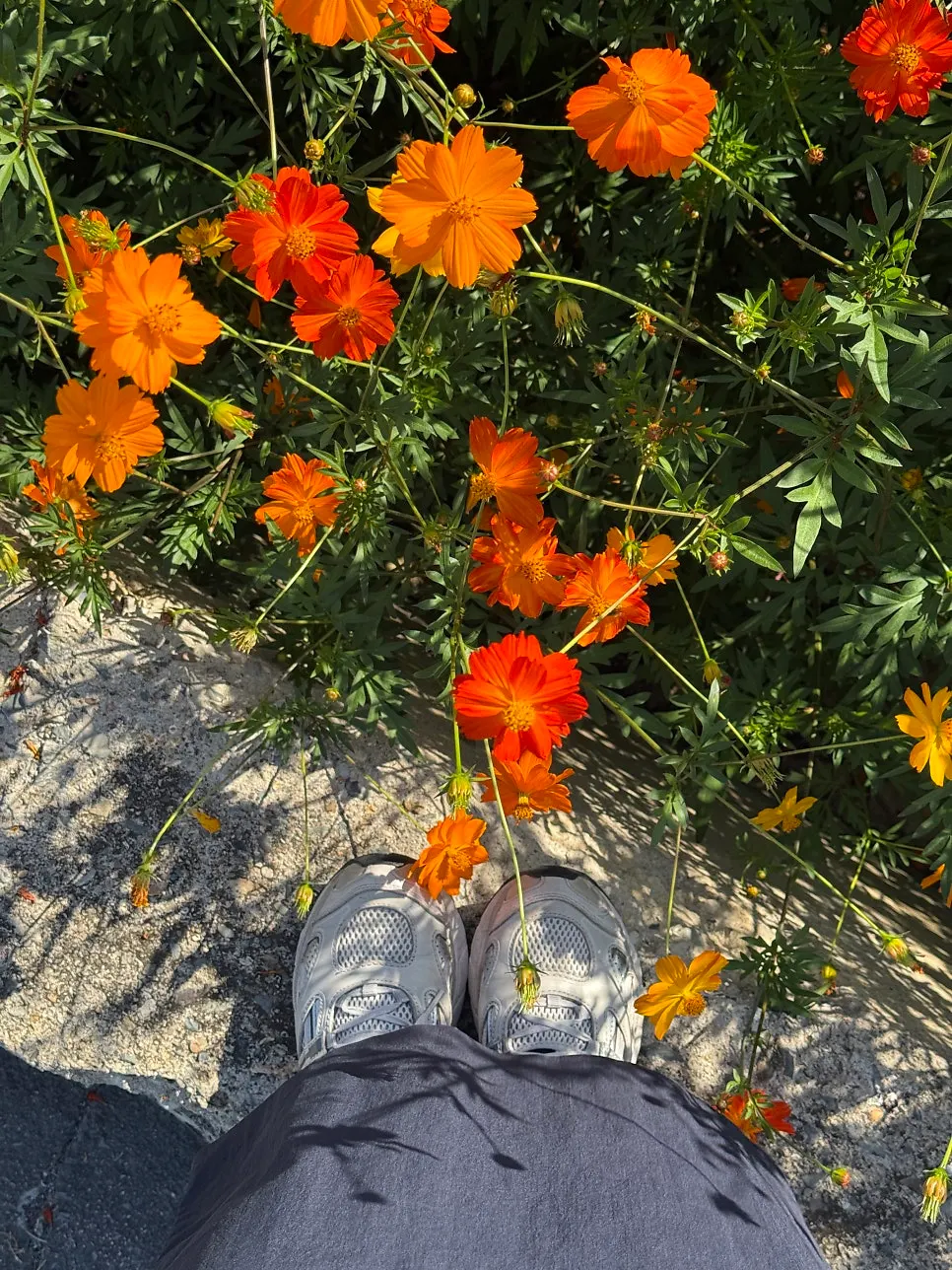 Photo zone with yellow and orange cosmos mixed together