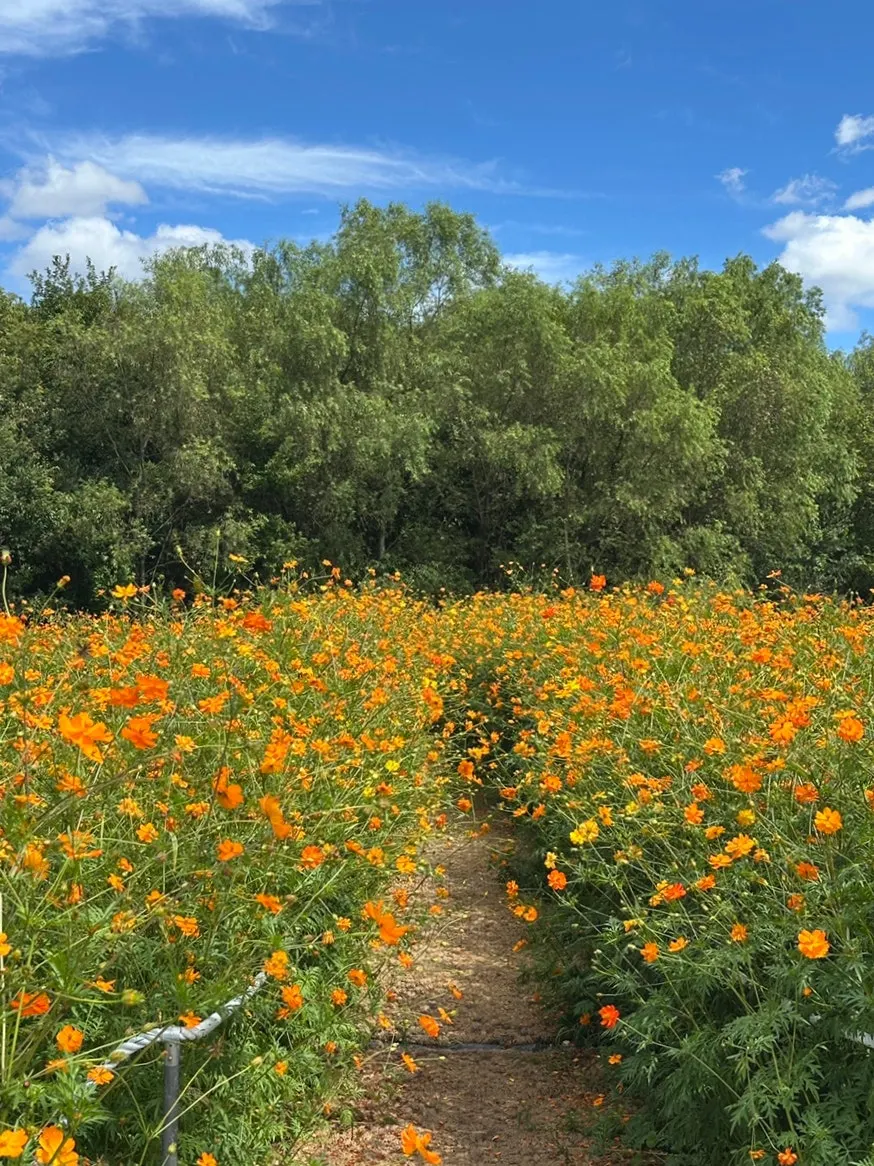 1,000-pyeong flower field spreading out in front of Yard