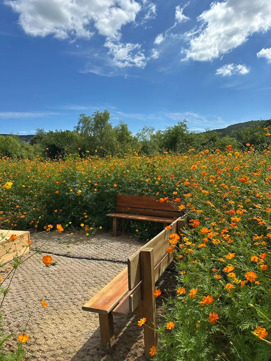 Well-maintained cosmos flowers at Yard