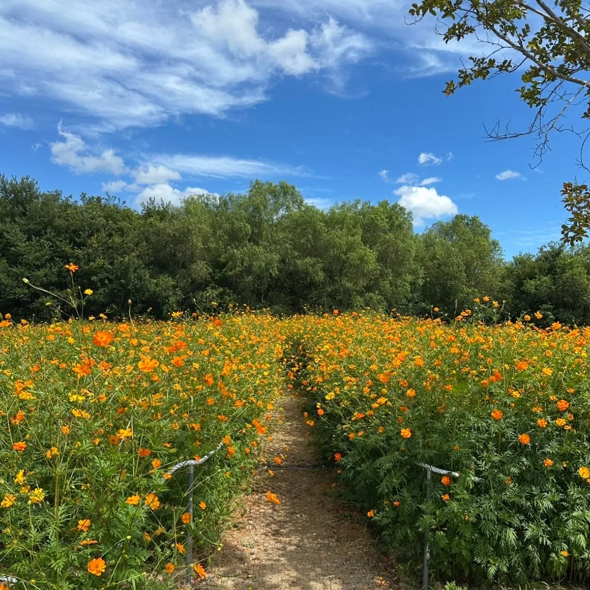 Yard's flower field view with Gyeongju World visible