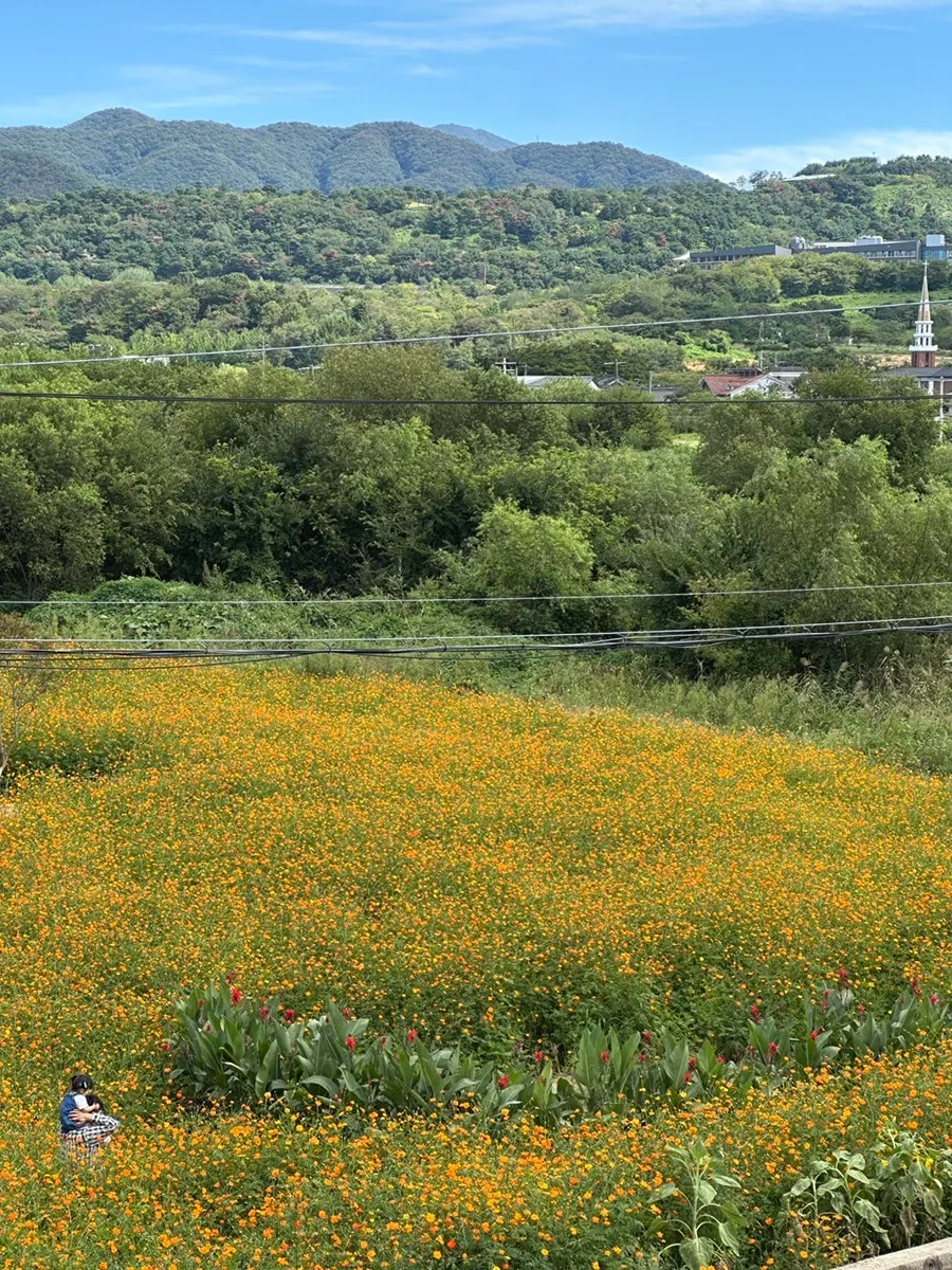 Yard's cosmos flower field view, great for a date course
