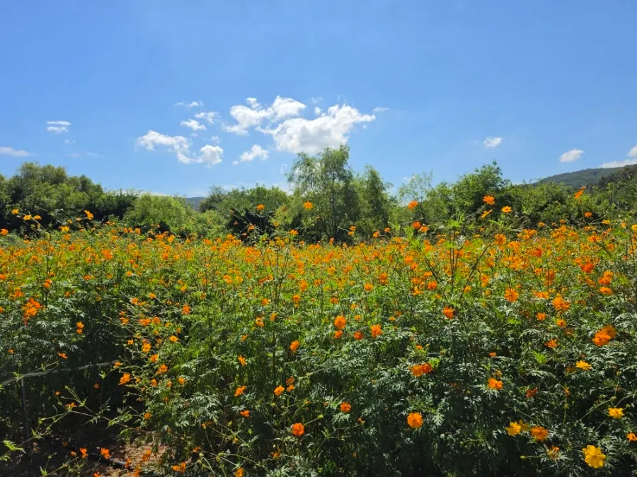 Flower field of about 1,000 pyeong in front of the café