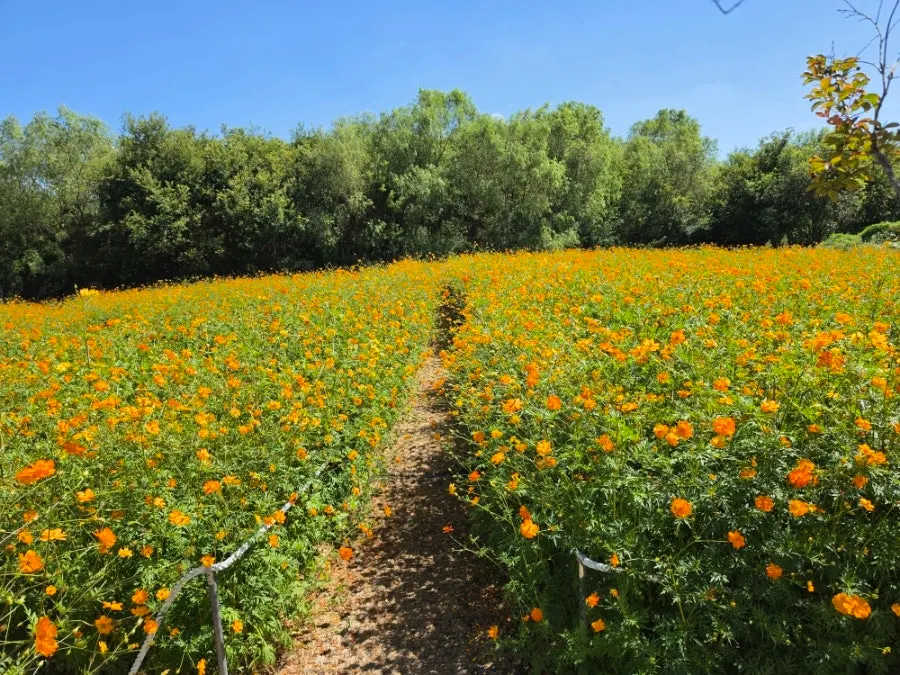 Yellow cosmos blooming in Yard's flower field in Gyeongju