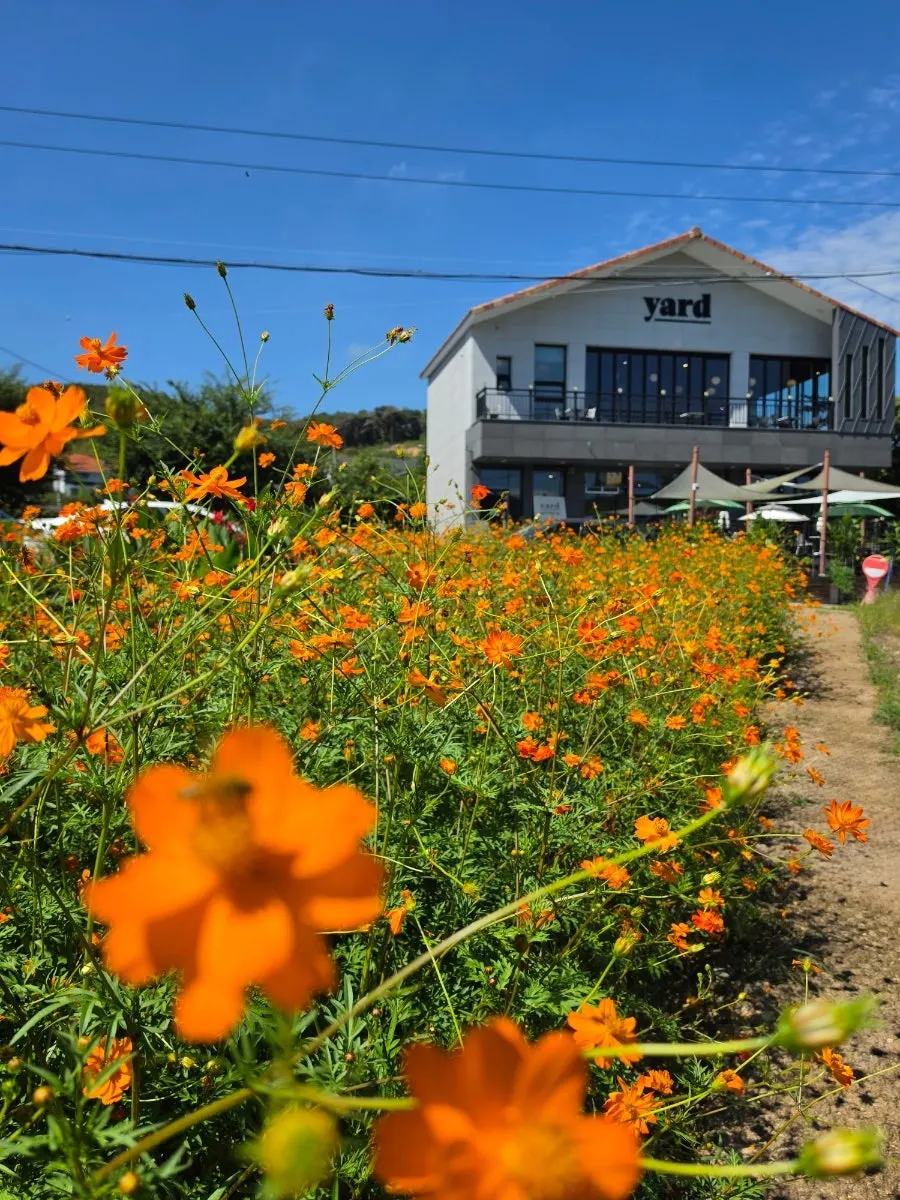 Walking path through the flower field and yellow cosmos