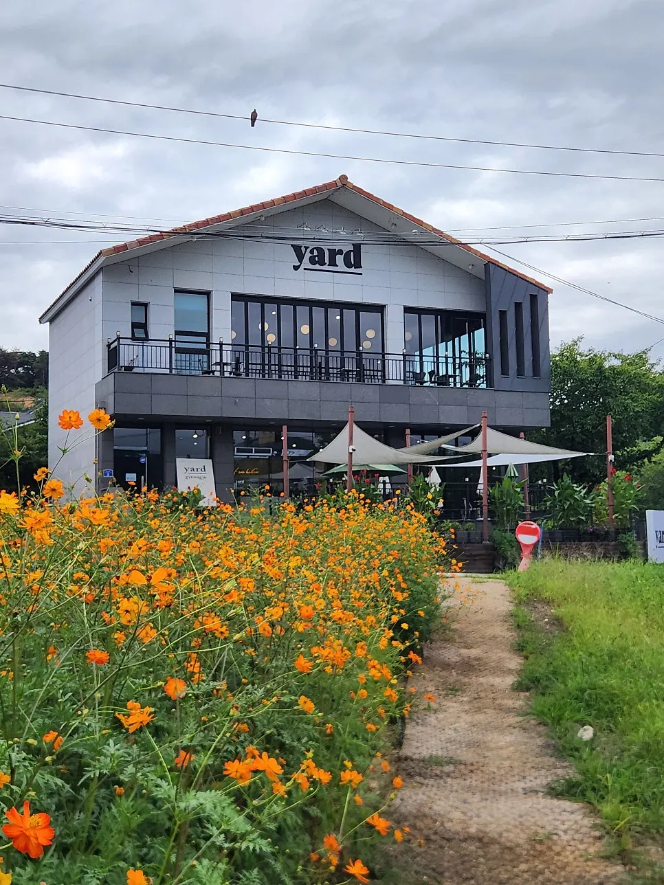 Yard café and yellow cosmos scenery in Gyeongju