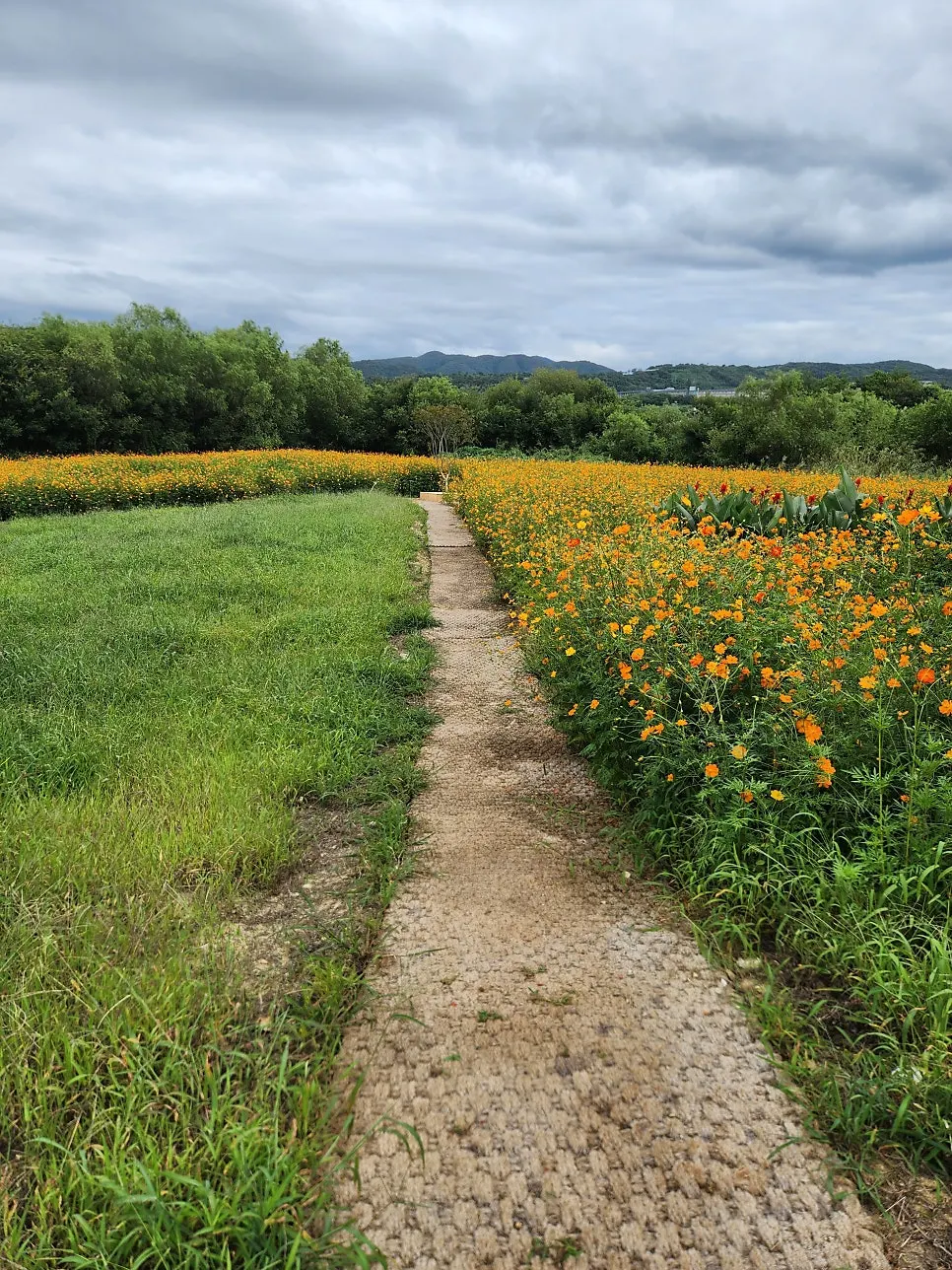 Yellow cosmos field at Yard café