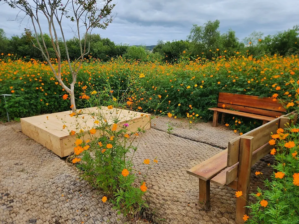 Walking path through the yellow cosmos field