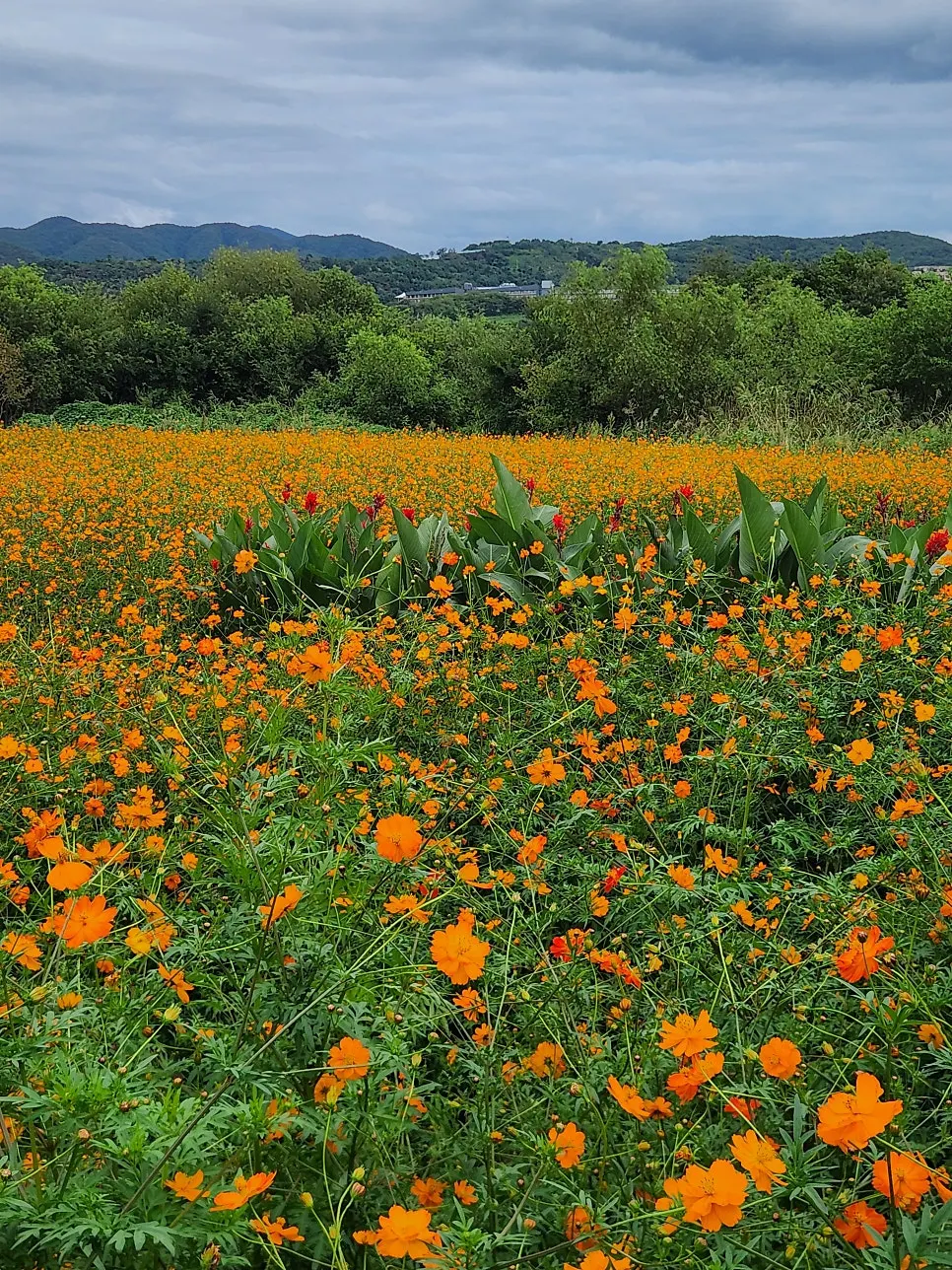 Yellow cosmos and the path to Yard café