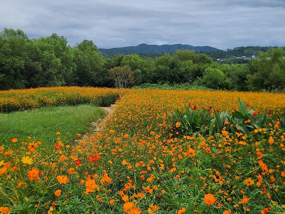 Yellow cosmos field in full bloom