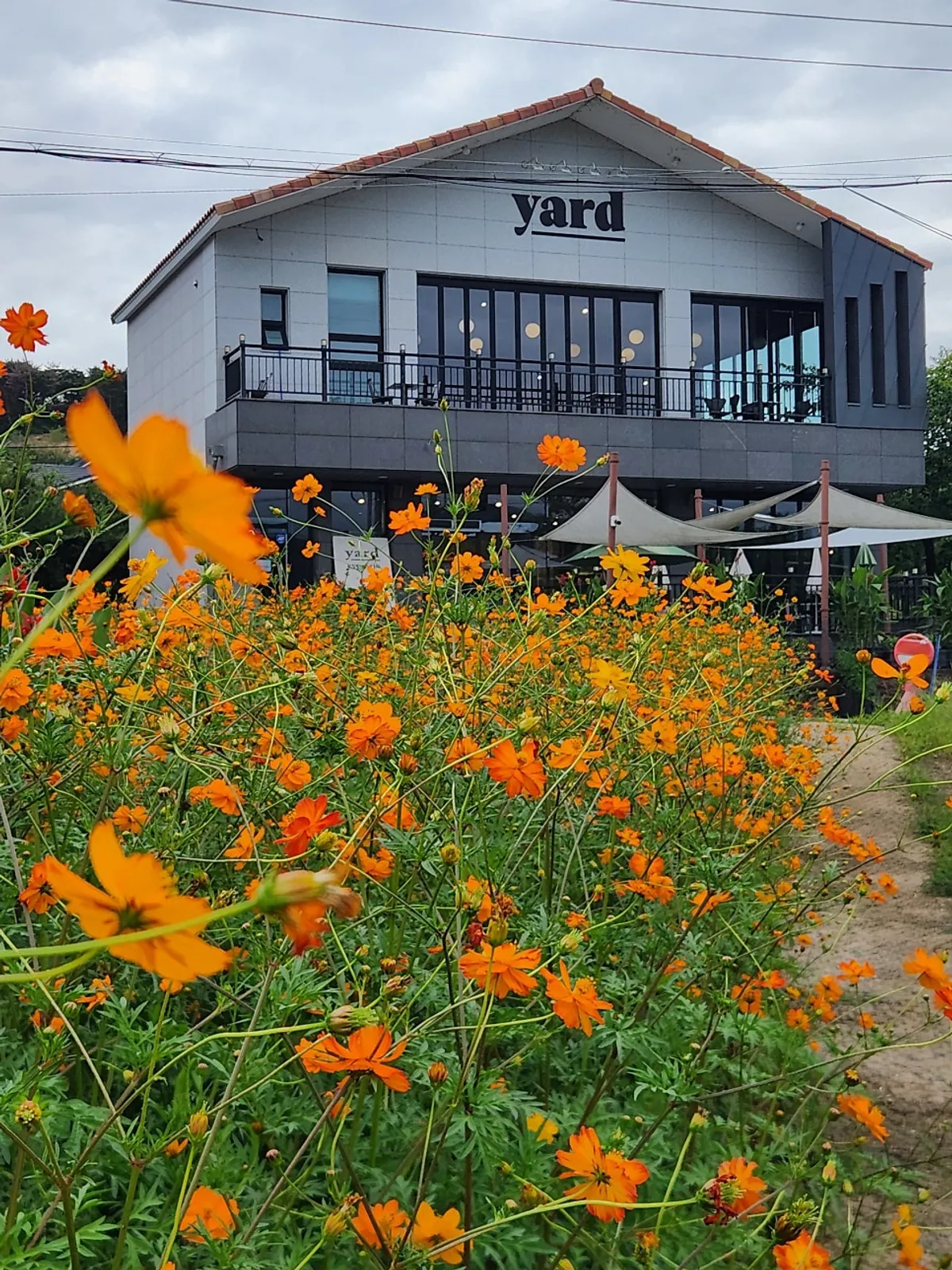 Yellow cosmos scenery at Yard in Gyeongju