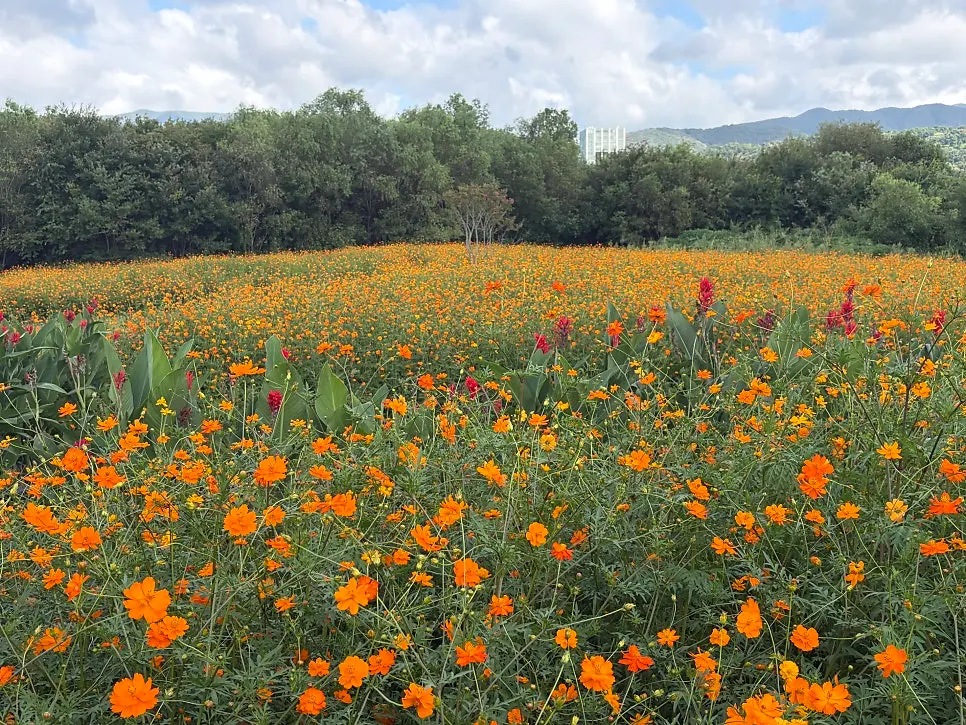 Outdoor flower-field view at Yard in Gyeongju