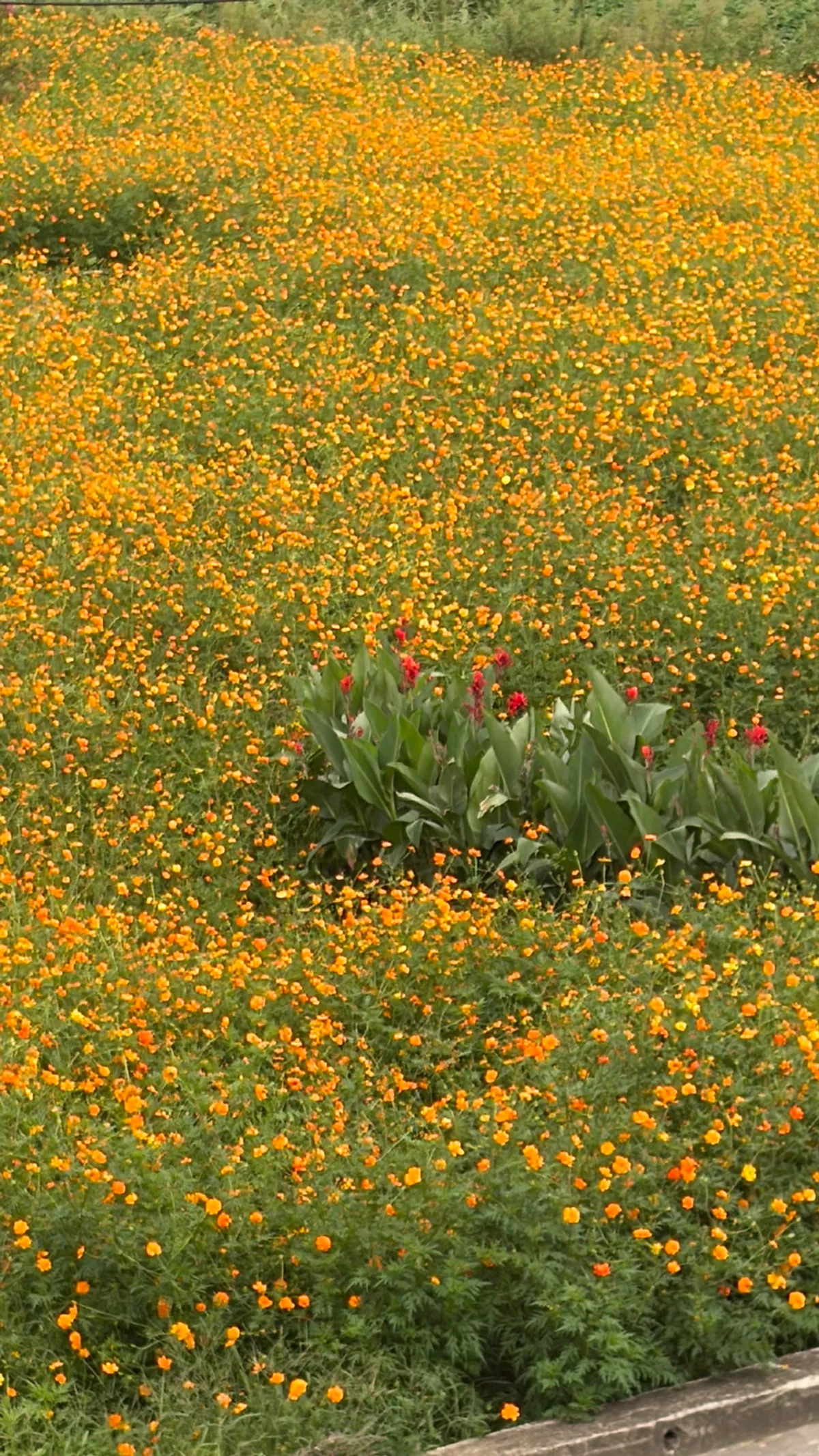 Orange cosmos flower field in front of the café