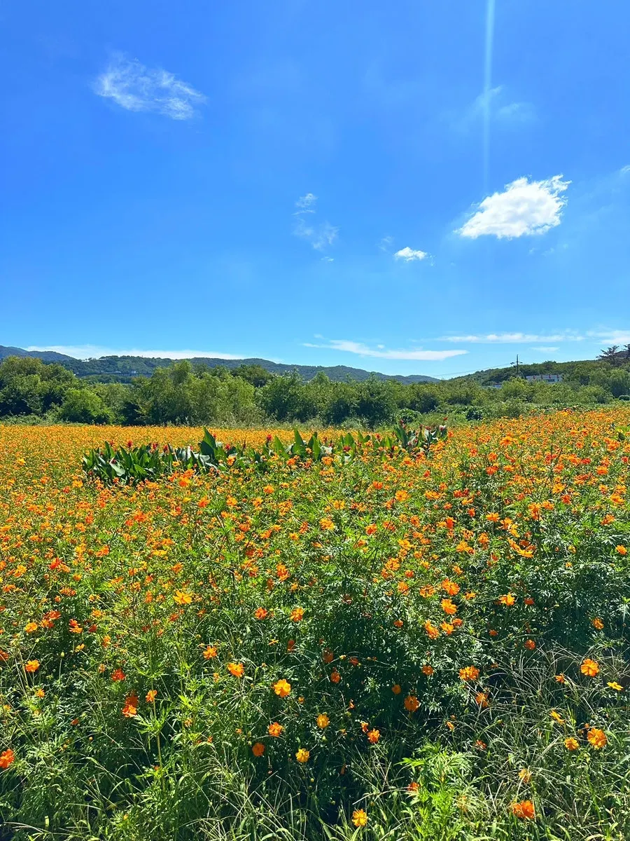 Cosmos flowers and fall sky in front of Café Yard