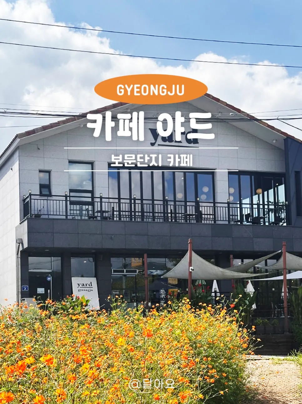 Yard in Gyeongju and its yellow cosmos flower field