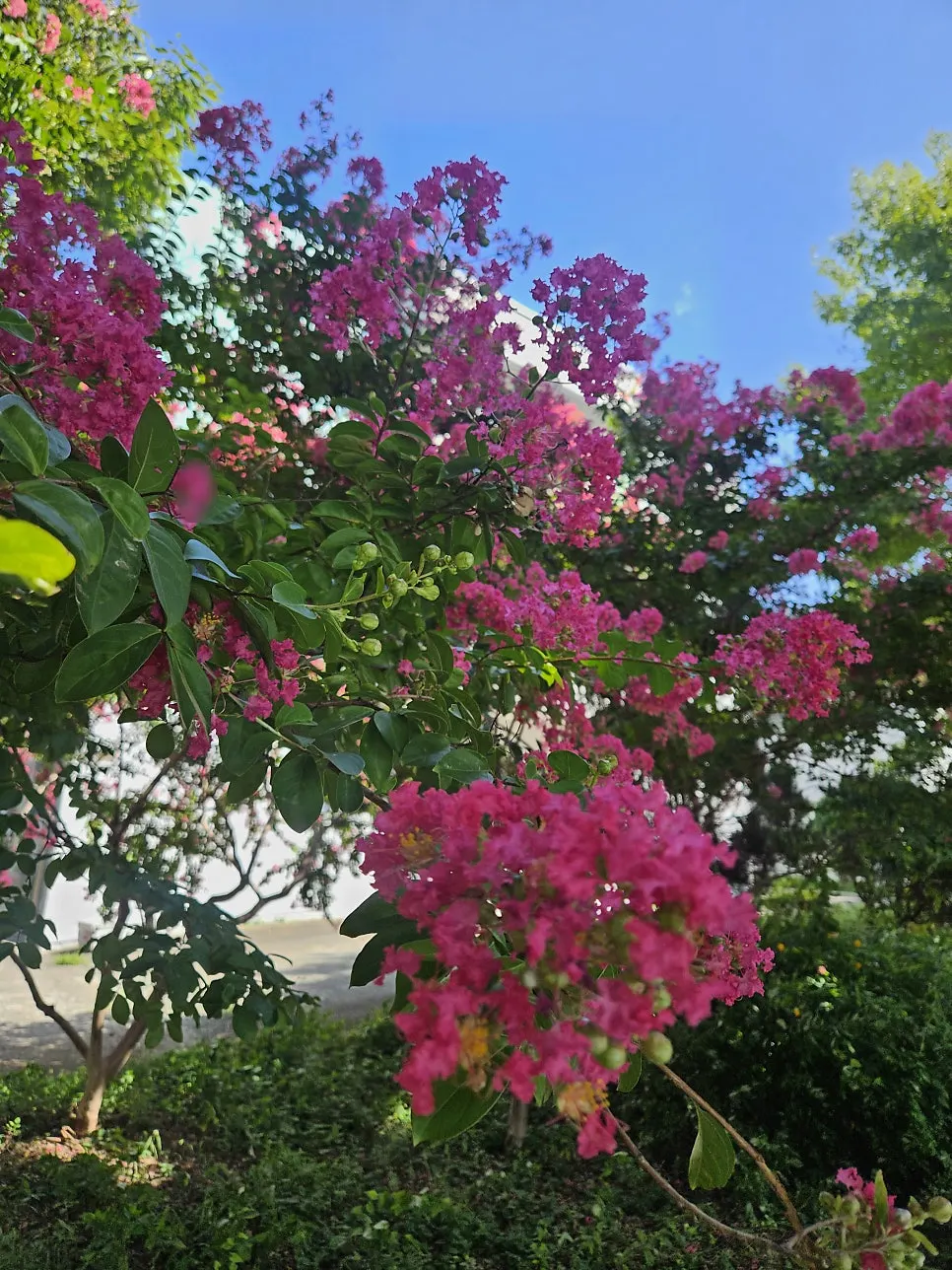 Crepe myrtles blooming along a walking path on Yeungnam University campus