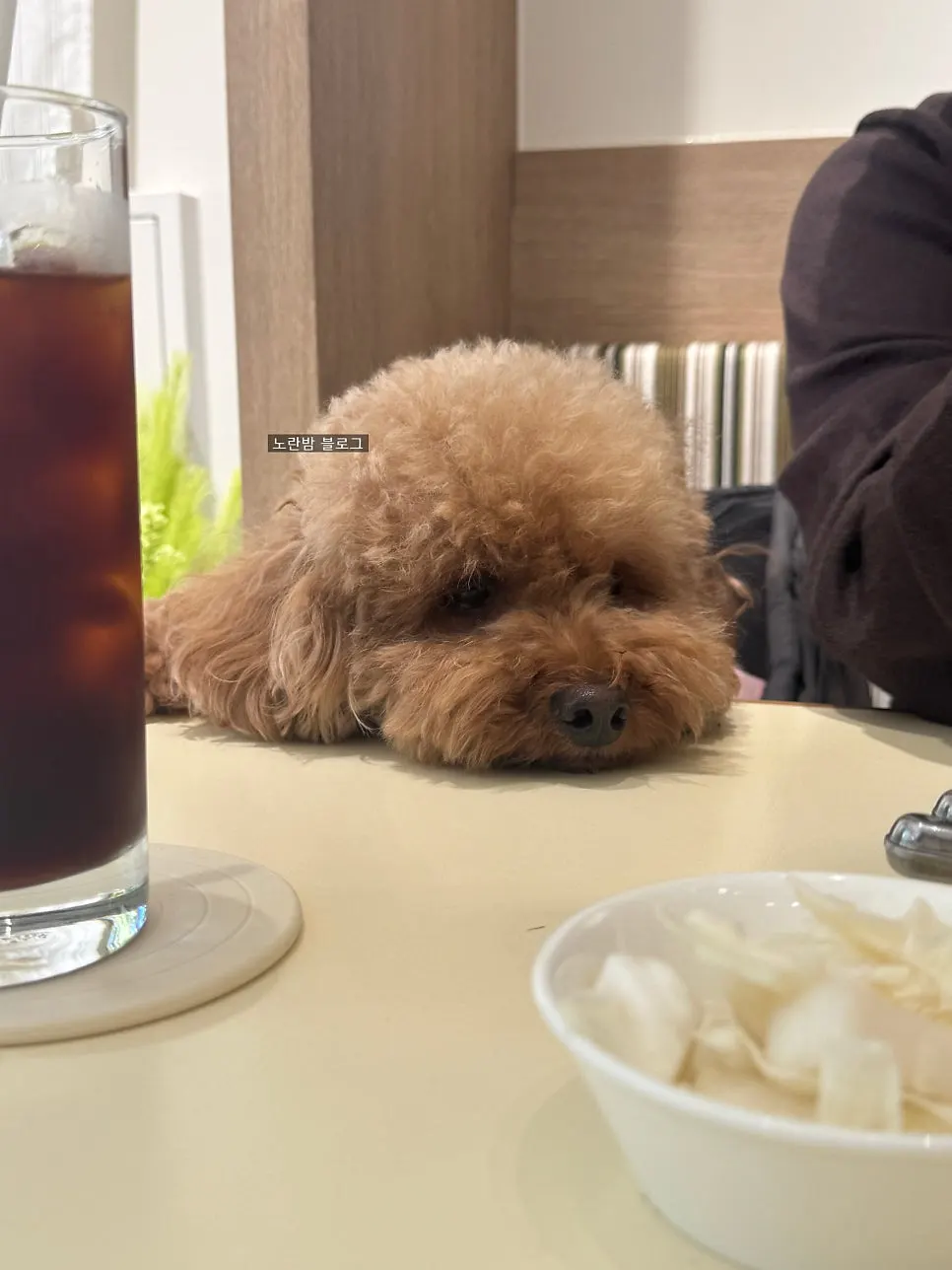 Table at HEOD Gongdeok with a dog nearby