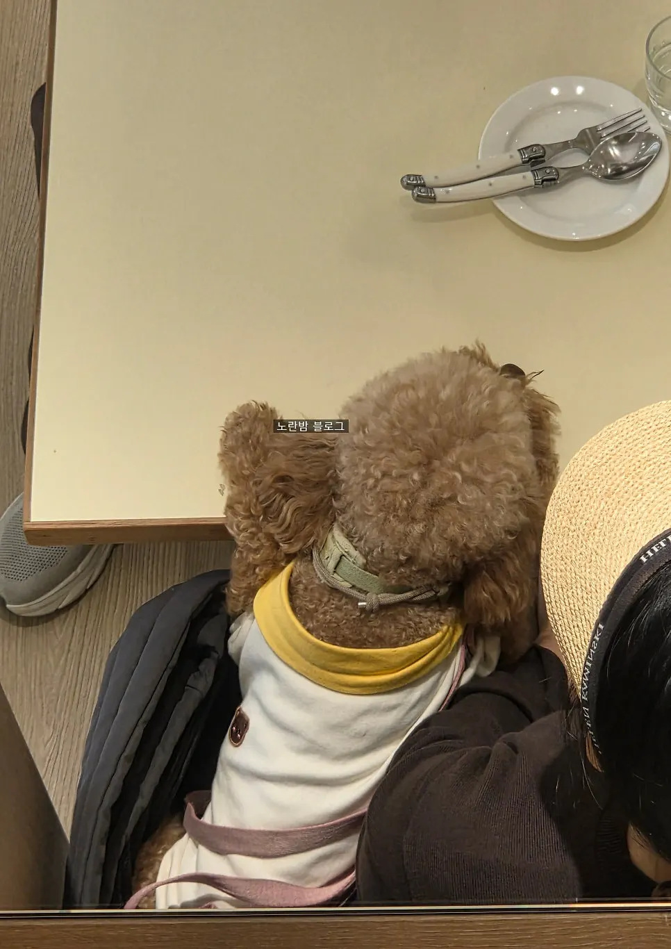 A dog sitting calmly inside a dog carrier bag