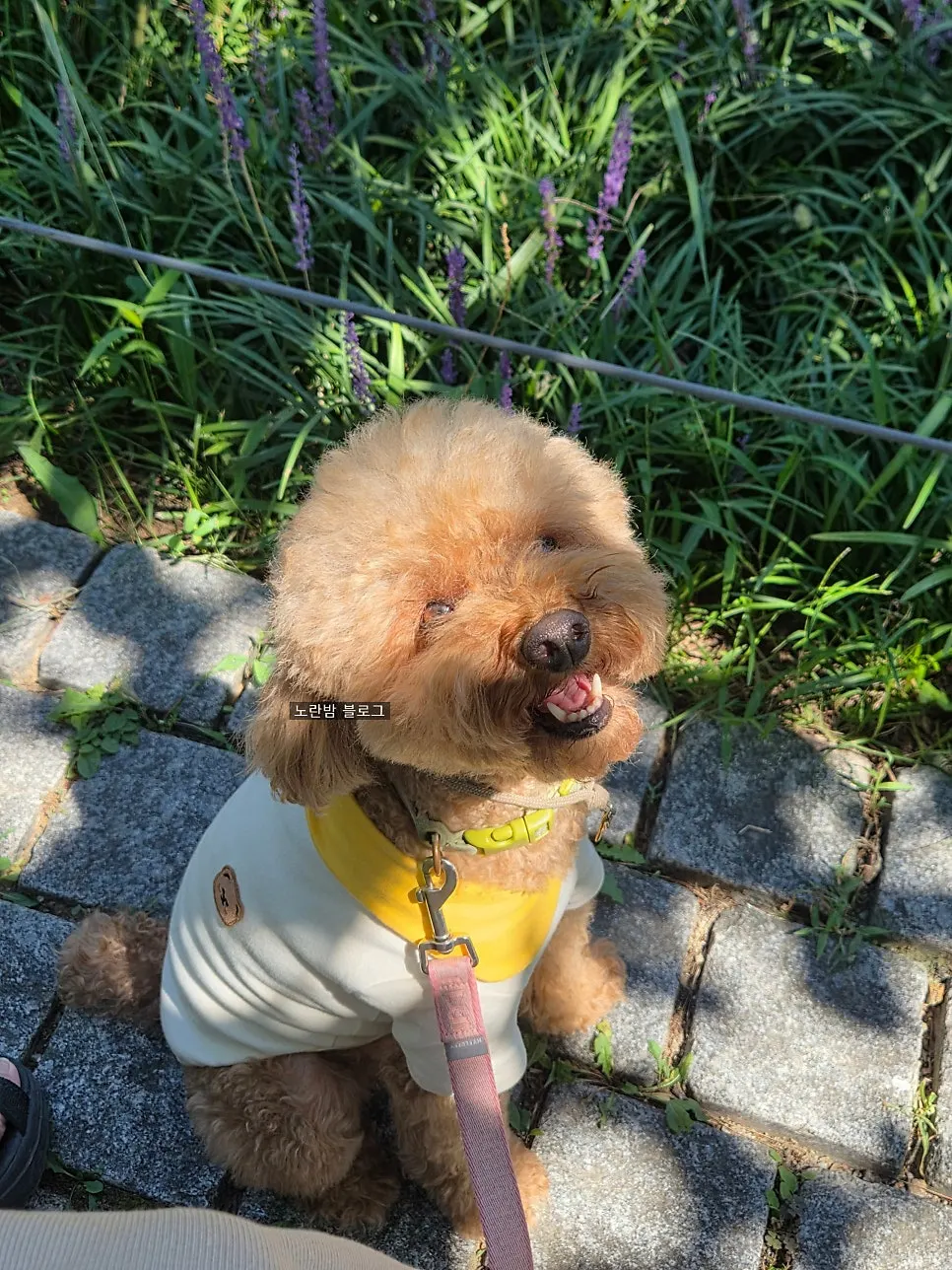 Dog-friendly brunch seating at HEOD Gongdeok