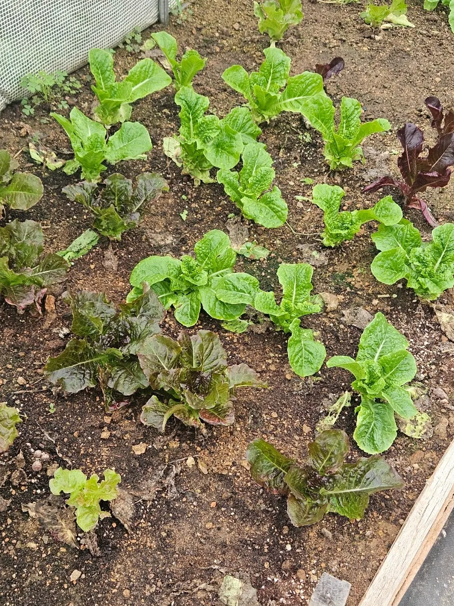 Small garden tucked into a corner of Haesanggung