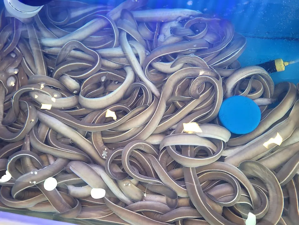 Fresh seafood sorted by type in the tanks